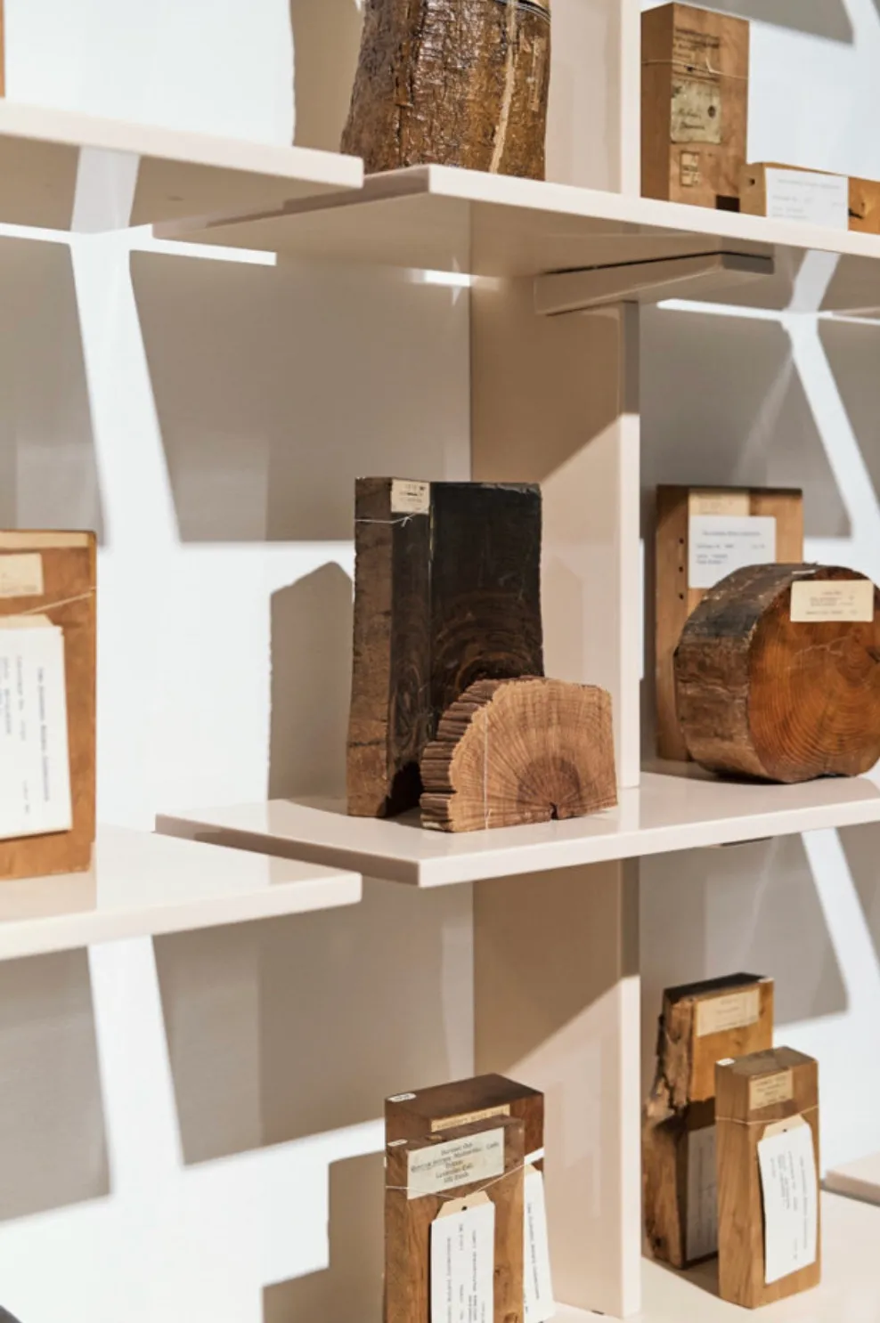 Wood samples on a shelf