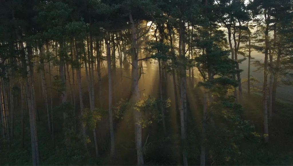 Sunlight through a pine forest